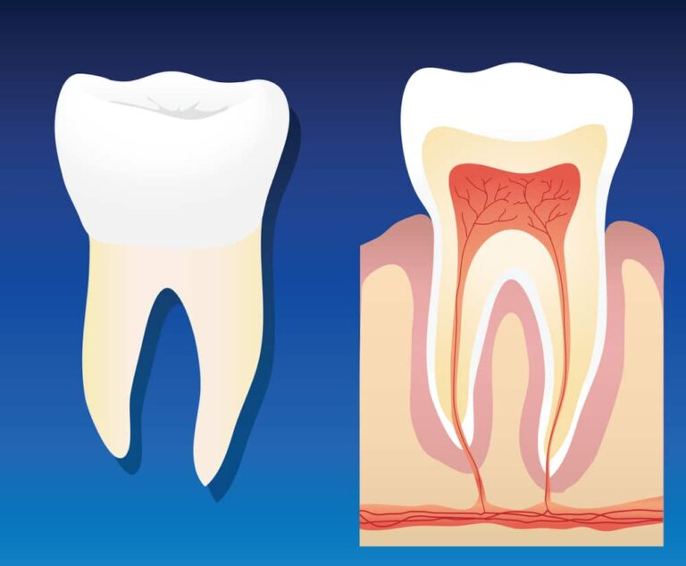 Endodontists Take The Bite Out of Root Canals